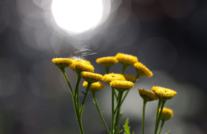Feather On My Breath
