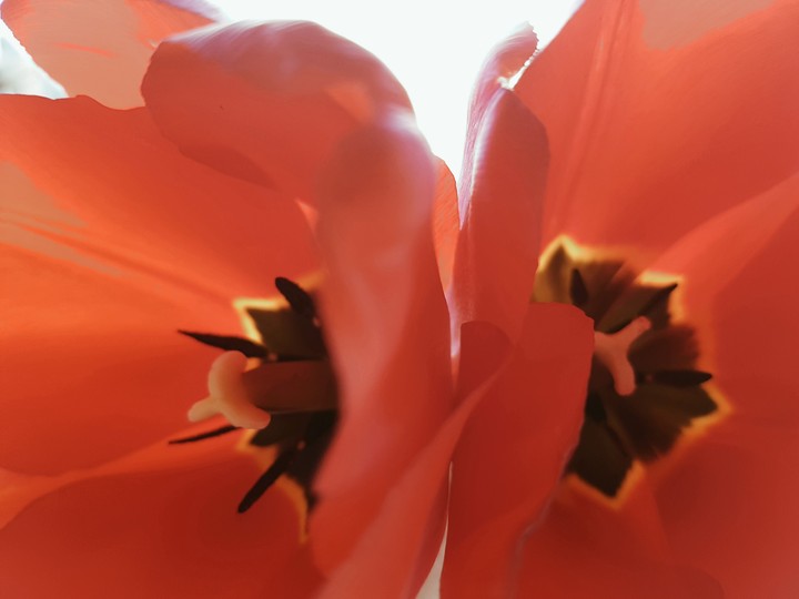 Primavera