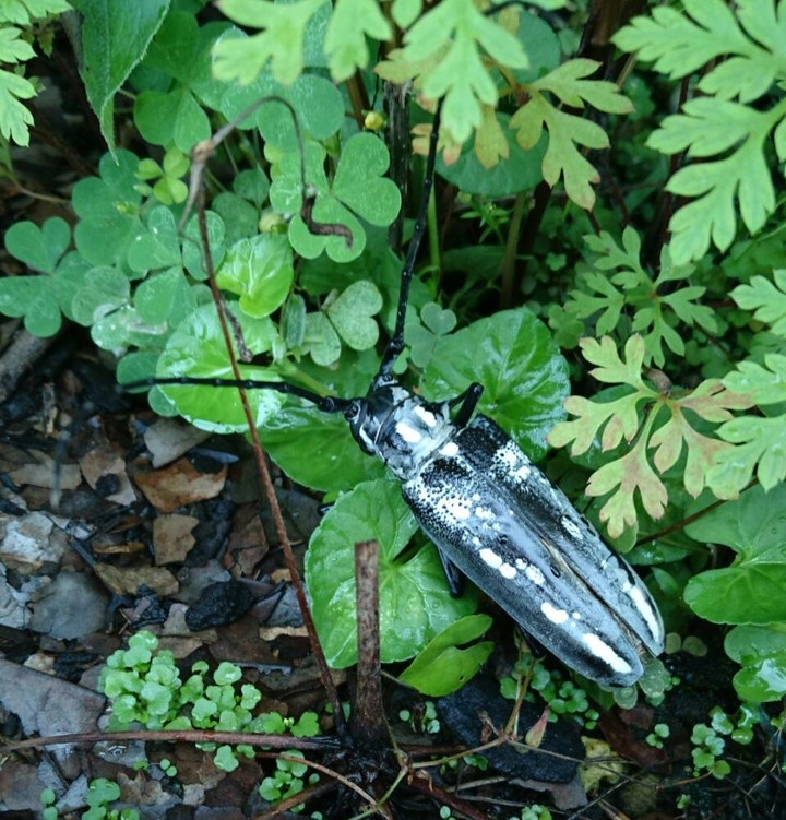 Longhorn beetles