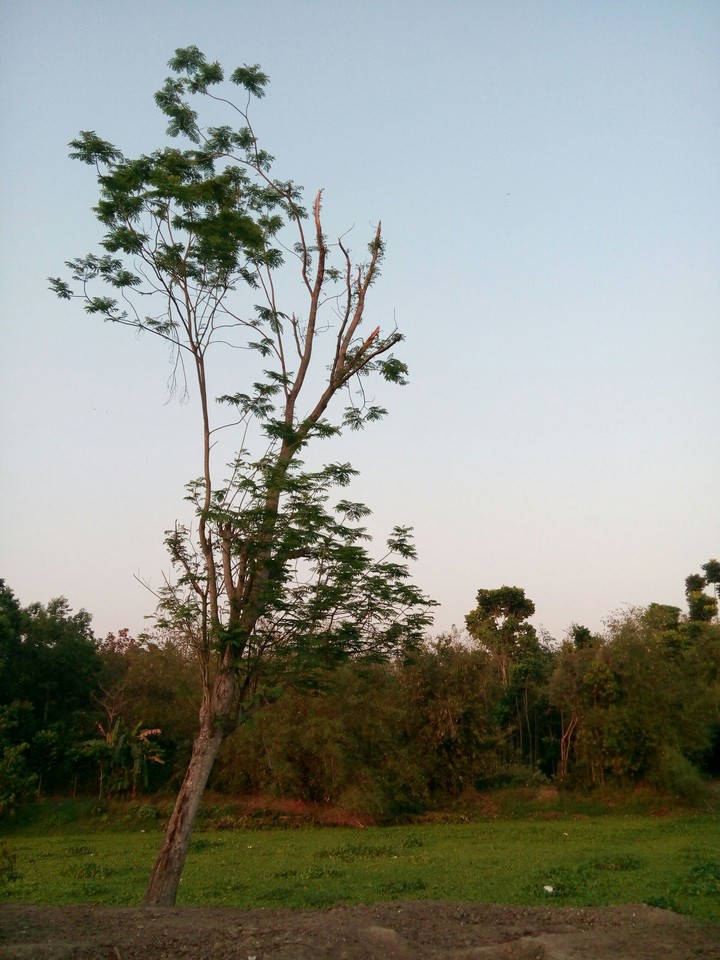 tree