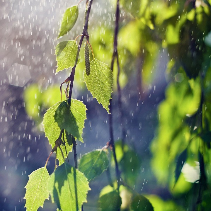 Spring rain