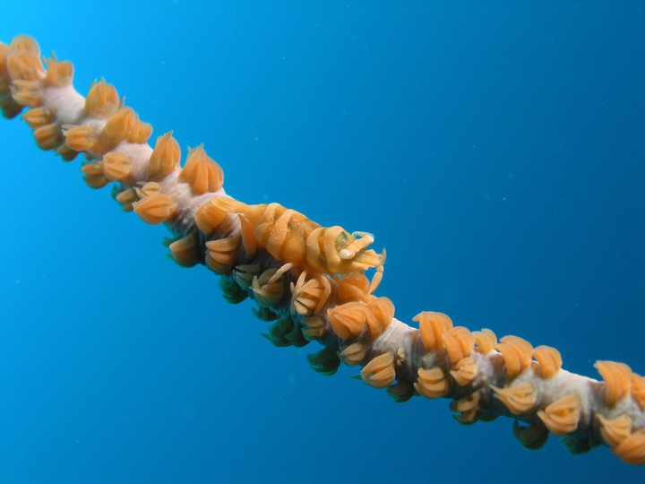 Animal