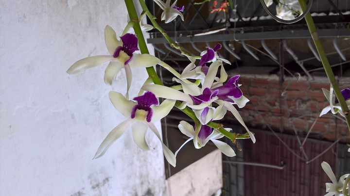 My orchids