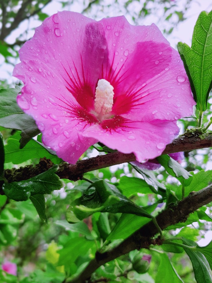 Blossom & Raindops