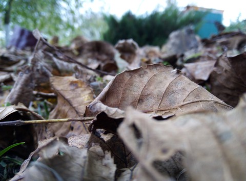 autumn