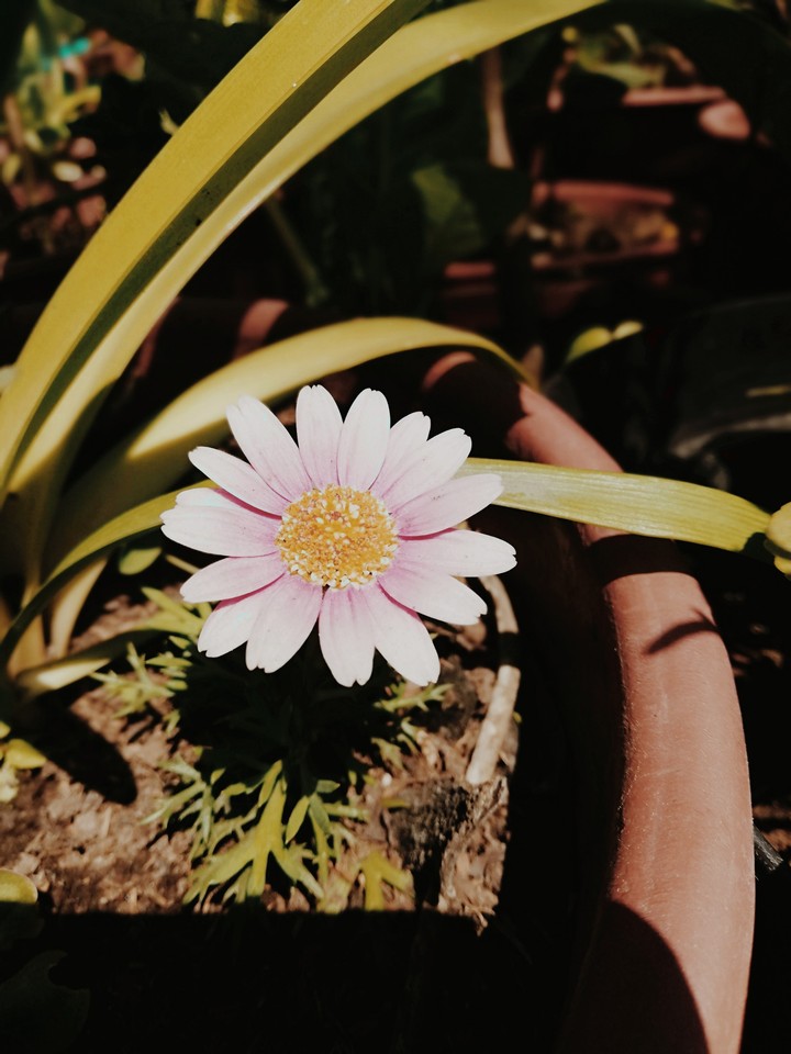 flower pink