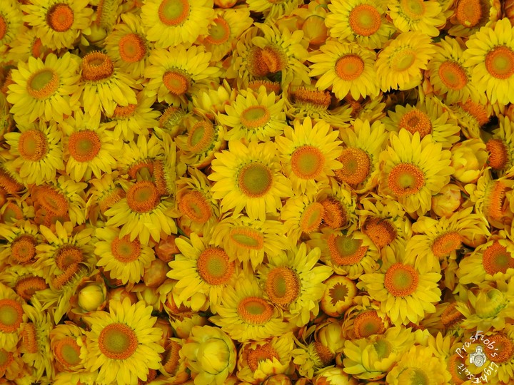 OOTY FLOWERS
