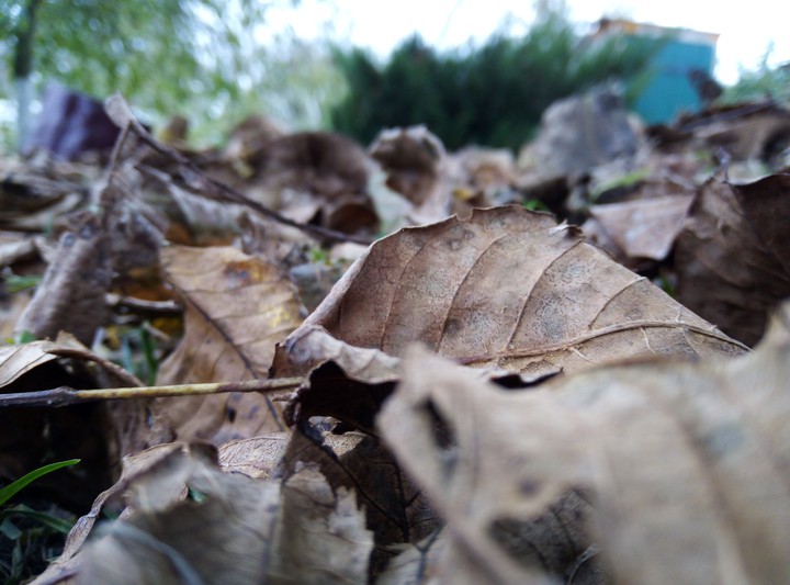 autumn