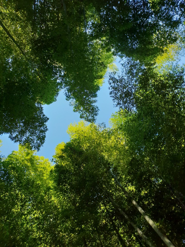 forest