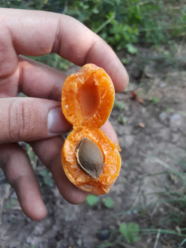 fruit