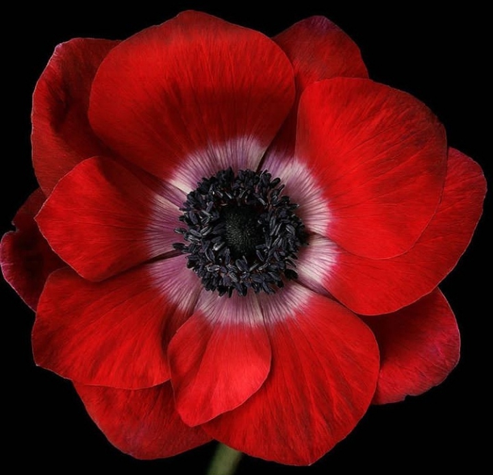 Anemone