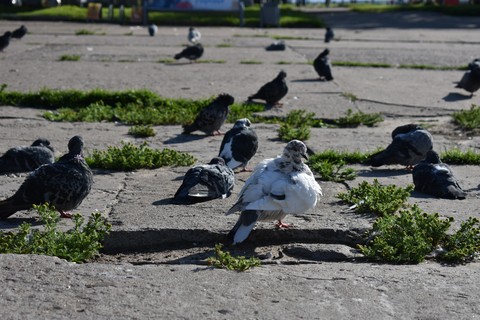 Голуби