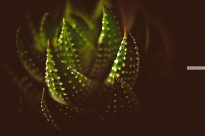Succulent. Green and spots