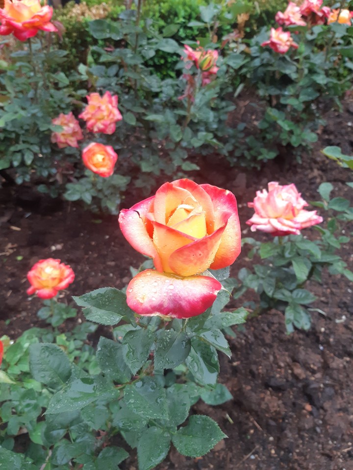 rose Natural