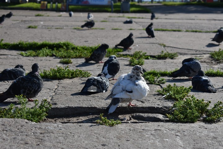 Голуби