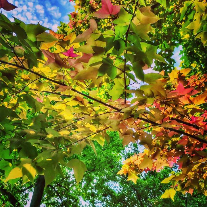 MAPLE TREE