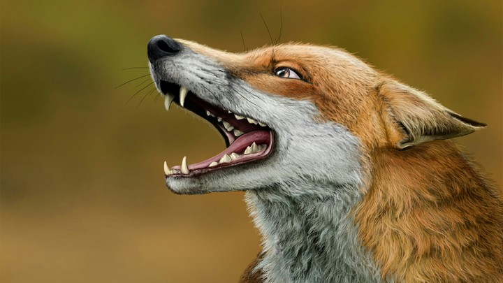 Fox