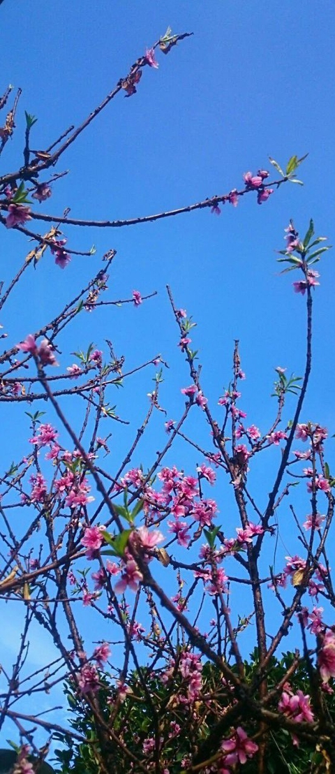 sky, line wallpapers