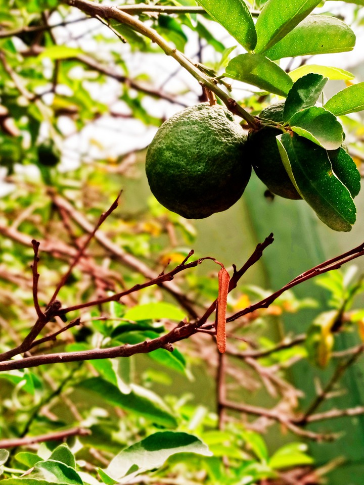 lemon