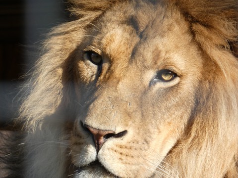 King