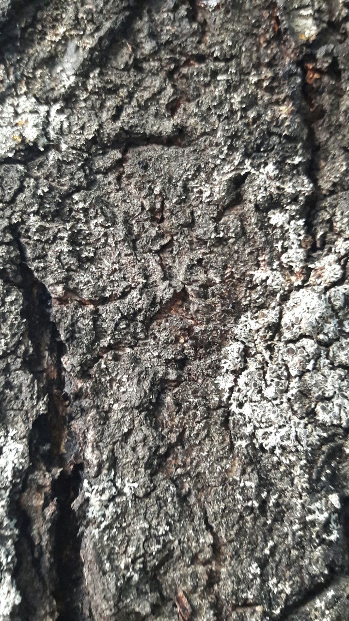 trunk