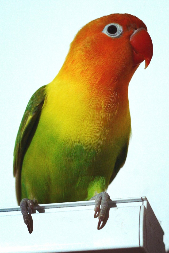 Parrot