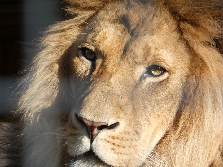 King
