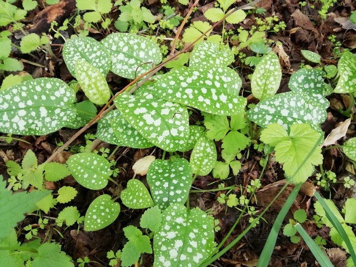 Leafs