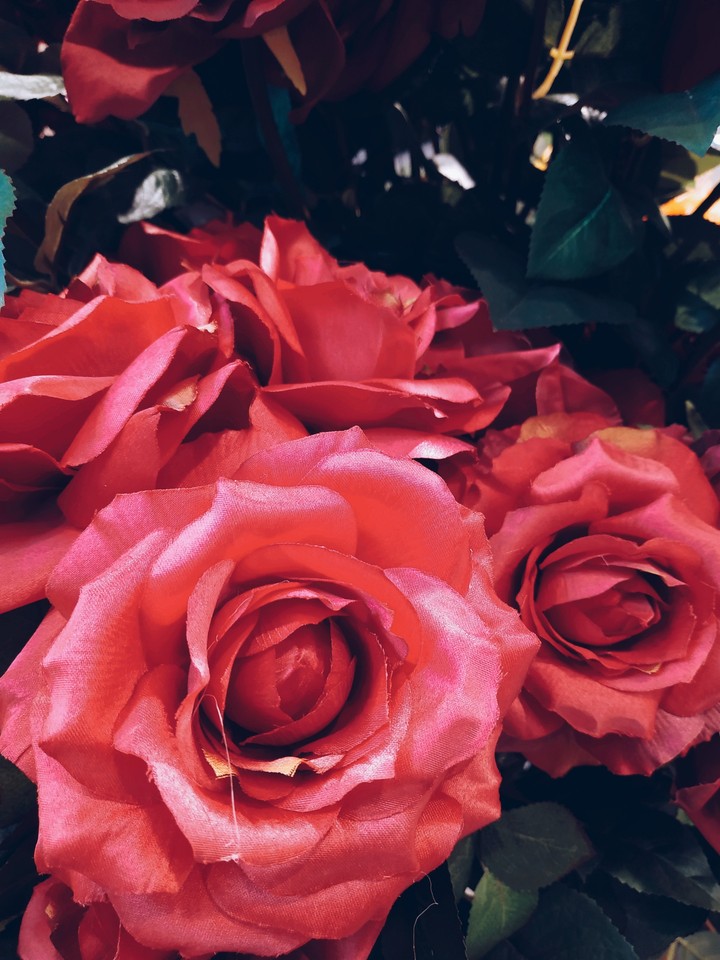 Rosas