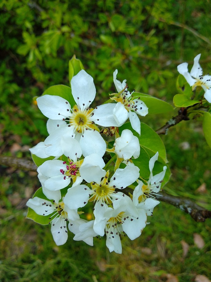 Blüten