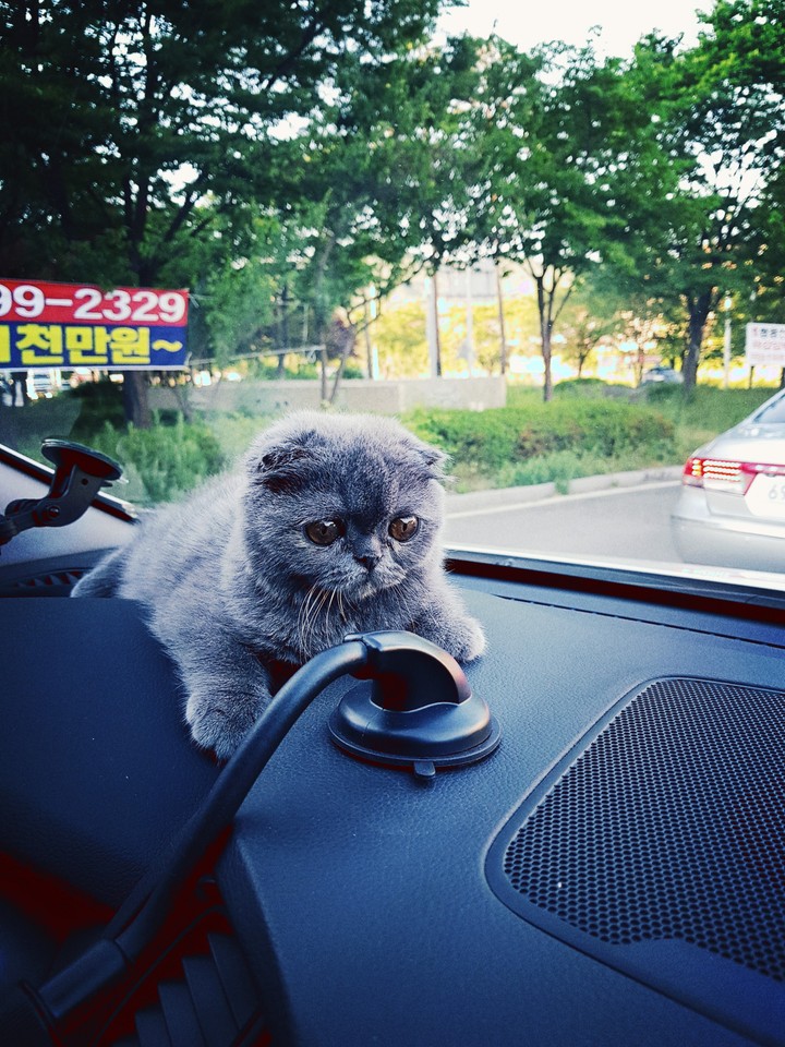 cat&car