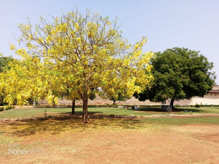Yellow beside greenery