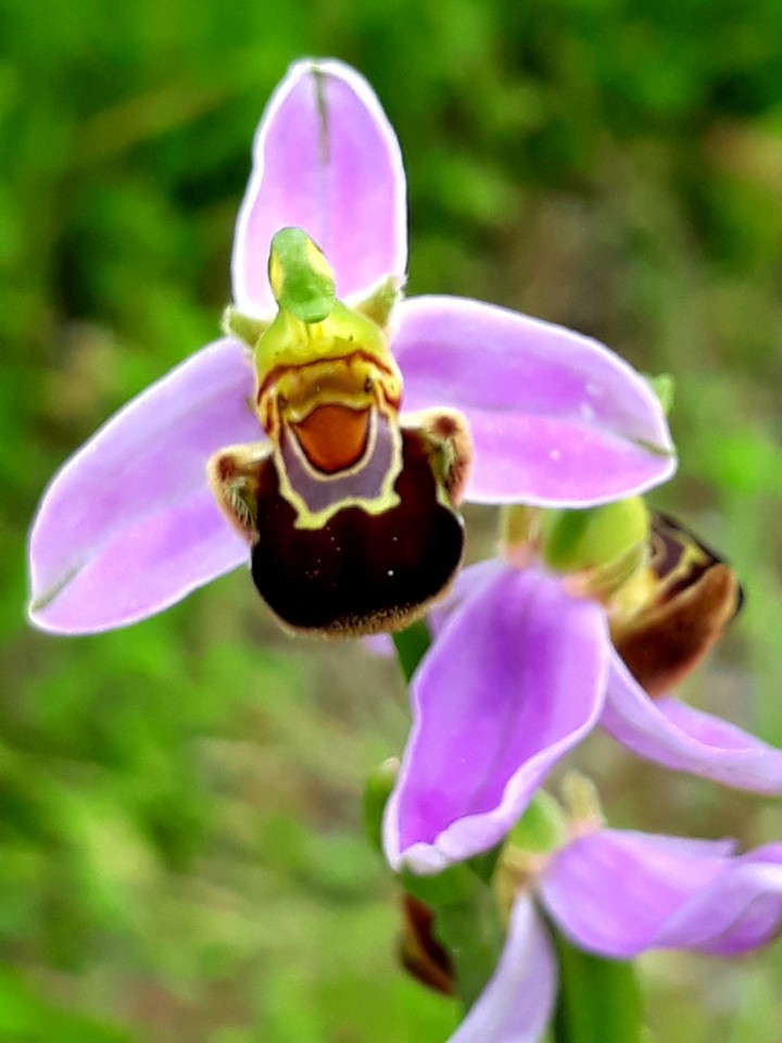 Orchidea selvatica