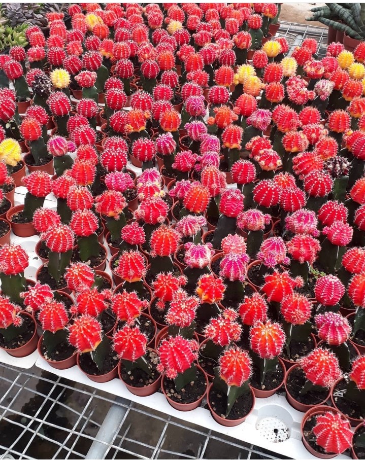 red cactus