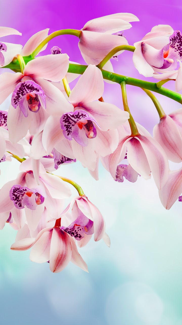 flores
