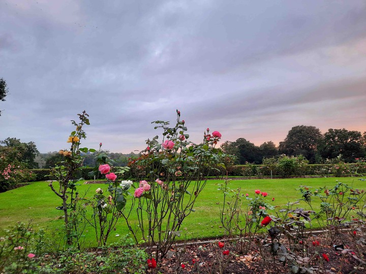 Rose Garden in countryside England