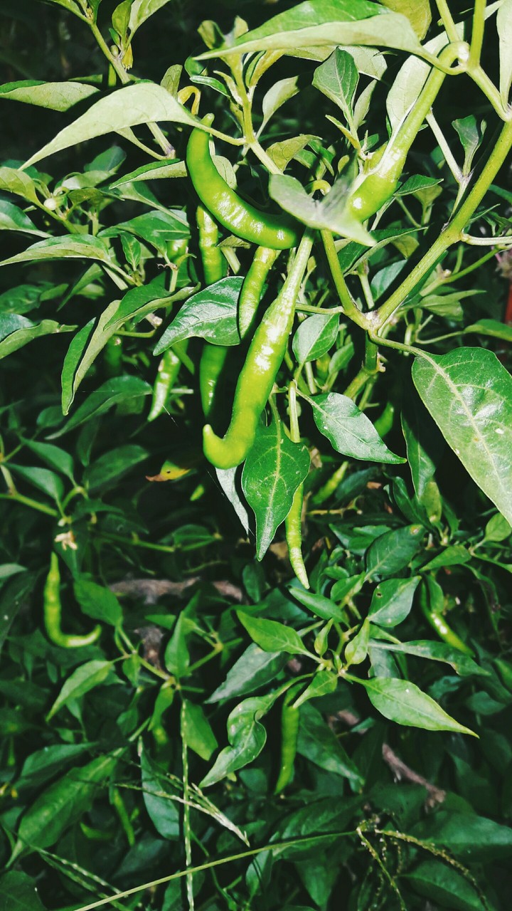 Chilli