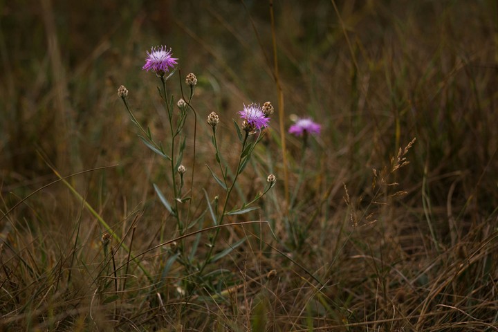 Wild flower