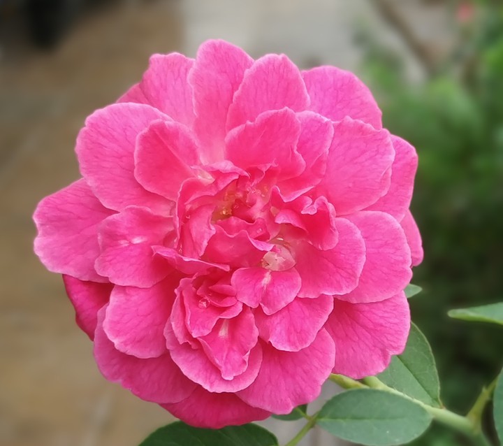 rose