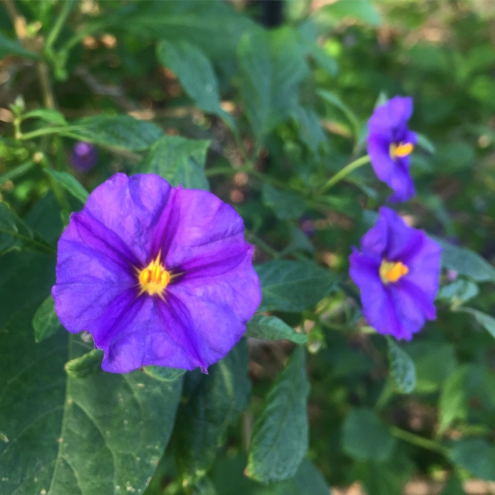 flower