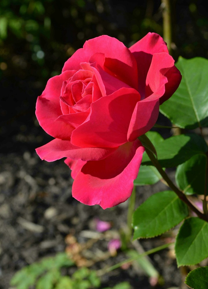 Red Rose...
