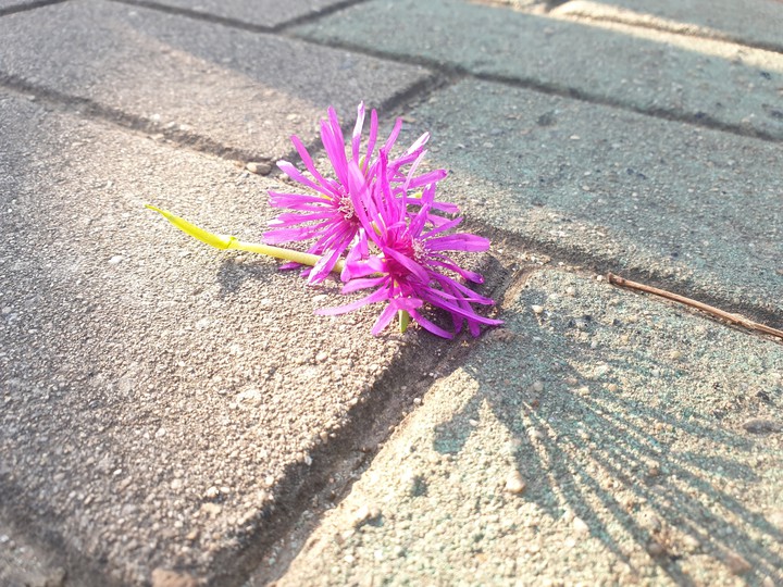 street  flower