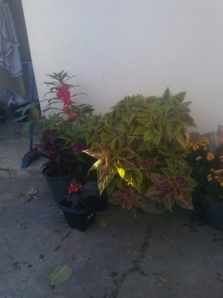 flores