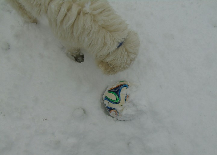 Dog and Ball in the snow