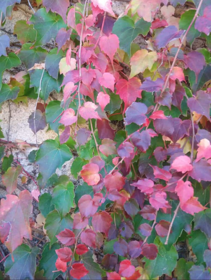 colori