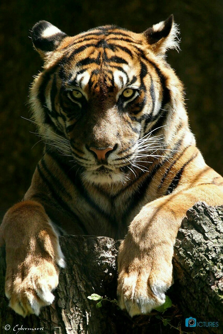tiger