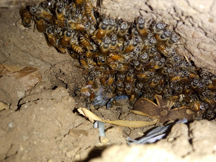 honey