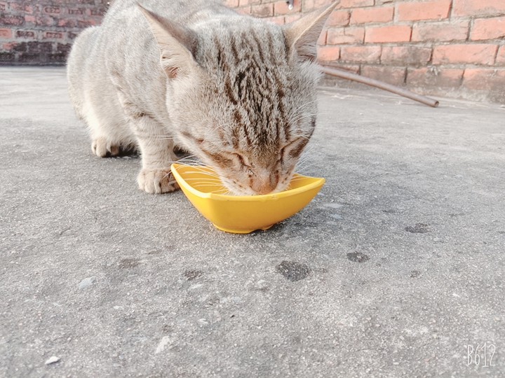 cat