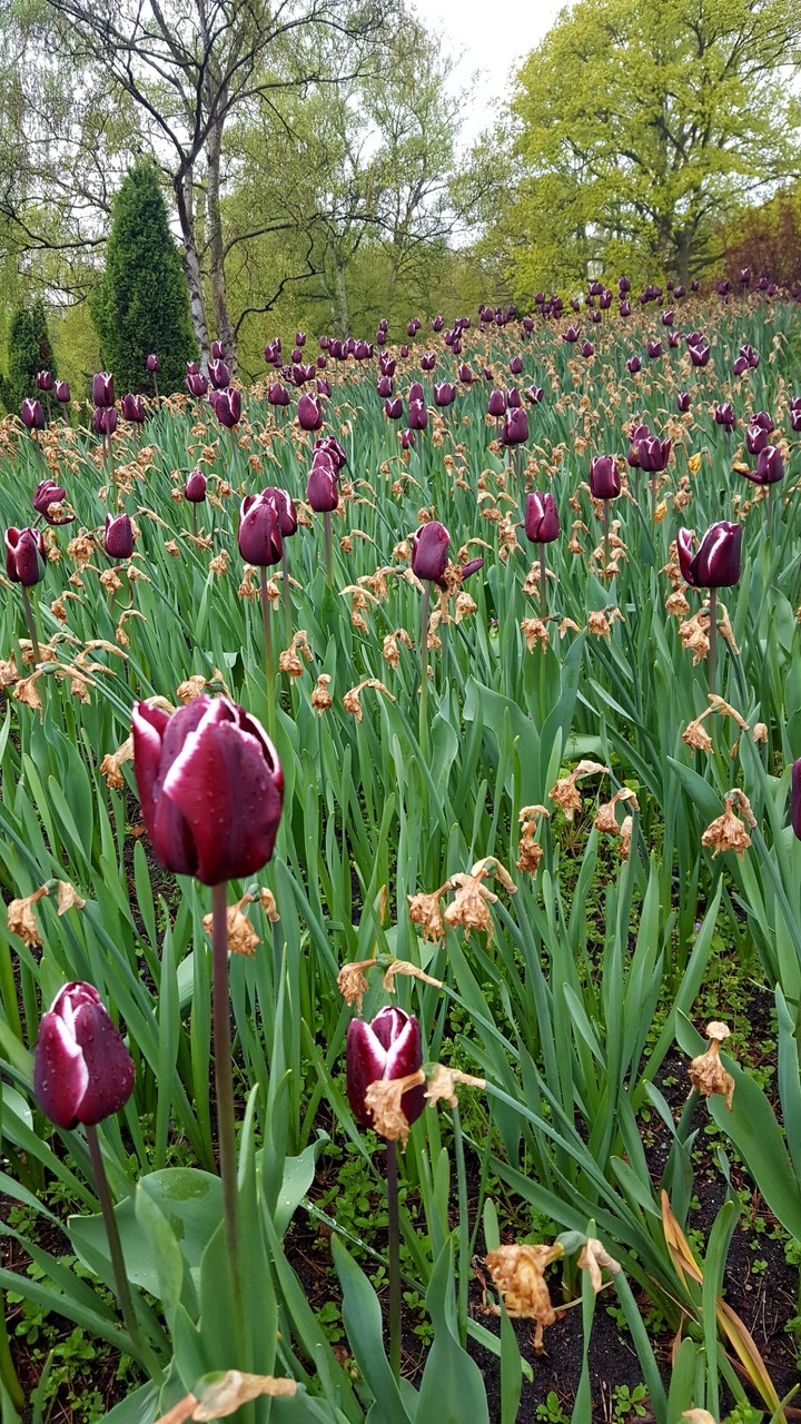 tulips