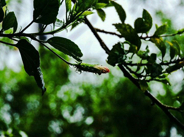 raindrops